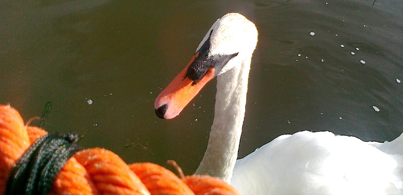 tl_files/images/cygne2.jpg